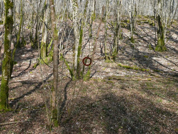 Une "chasse au Trésor enchantée" organisée par le GIP du futur Parc entre Champagne et Bourgogne a eu lieu en forêt châtillonnaise...