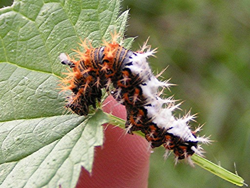 Papillon Robert-le-diable