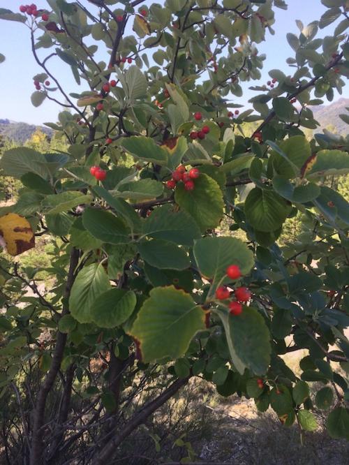 Vers Chatillon le désert