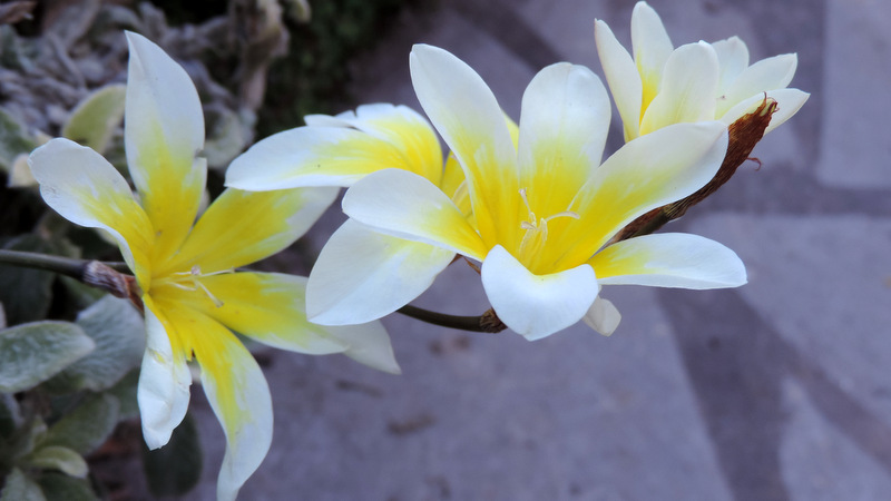 Balade de printemps au jardin...