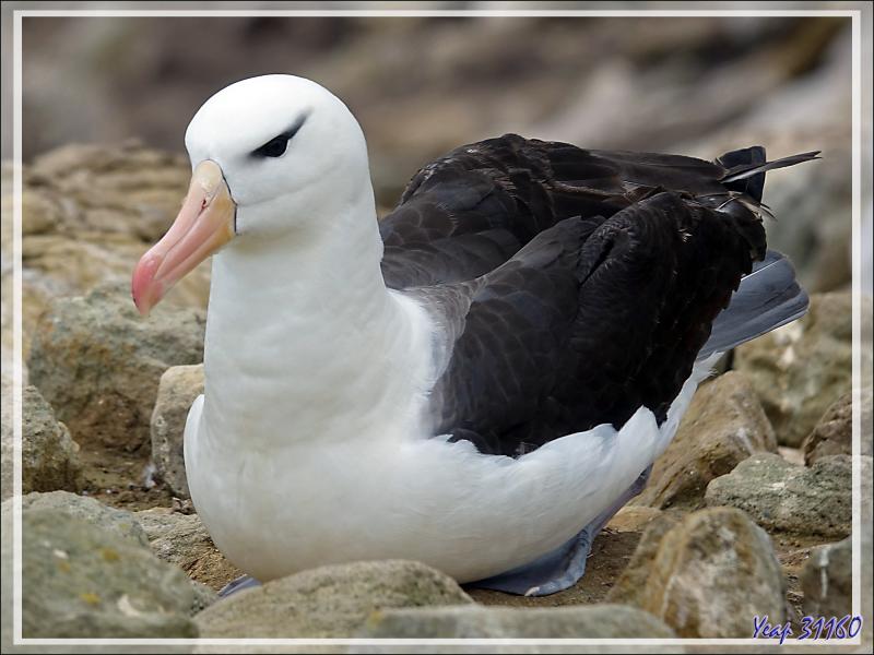Albatros à sourcils noirs, Black-browed Albatross (Thalassarche melanophris) - Coffin's Harbour - New Island - Falkland (Malvinas, Malouines) - Grande-Bretagne