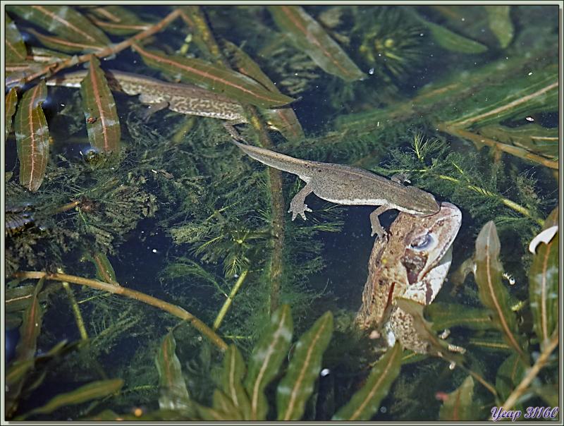 Les tritons de mon bassin avec des alevins et leur cousine grenouille rousse - Lartigau - Milhas - 31