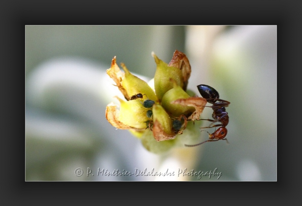 Fourmis et pucerons...