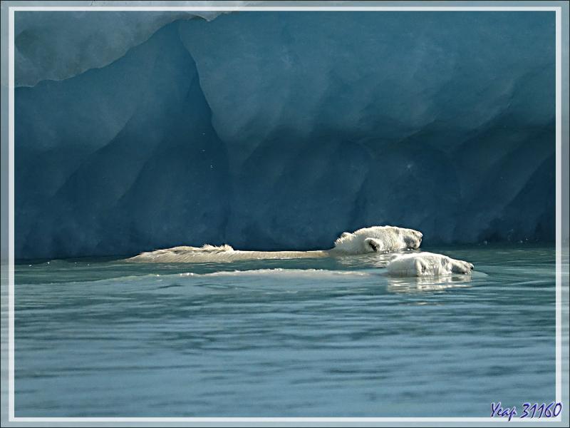 L'ourse et son gros ourson de Croker Bay - Devon Island - Nunavut - Canada