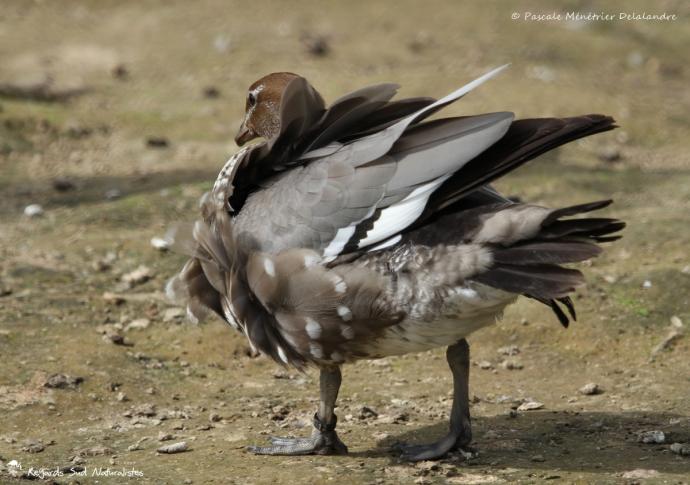 Canard à crinière