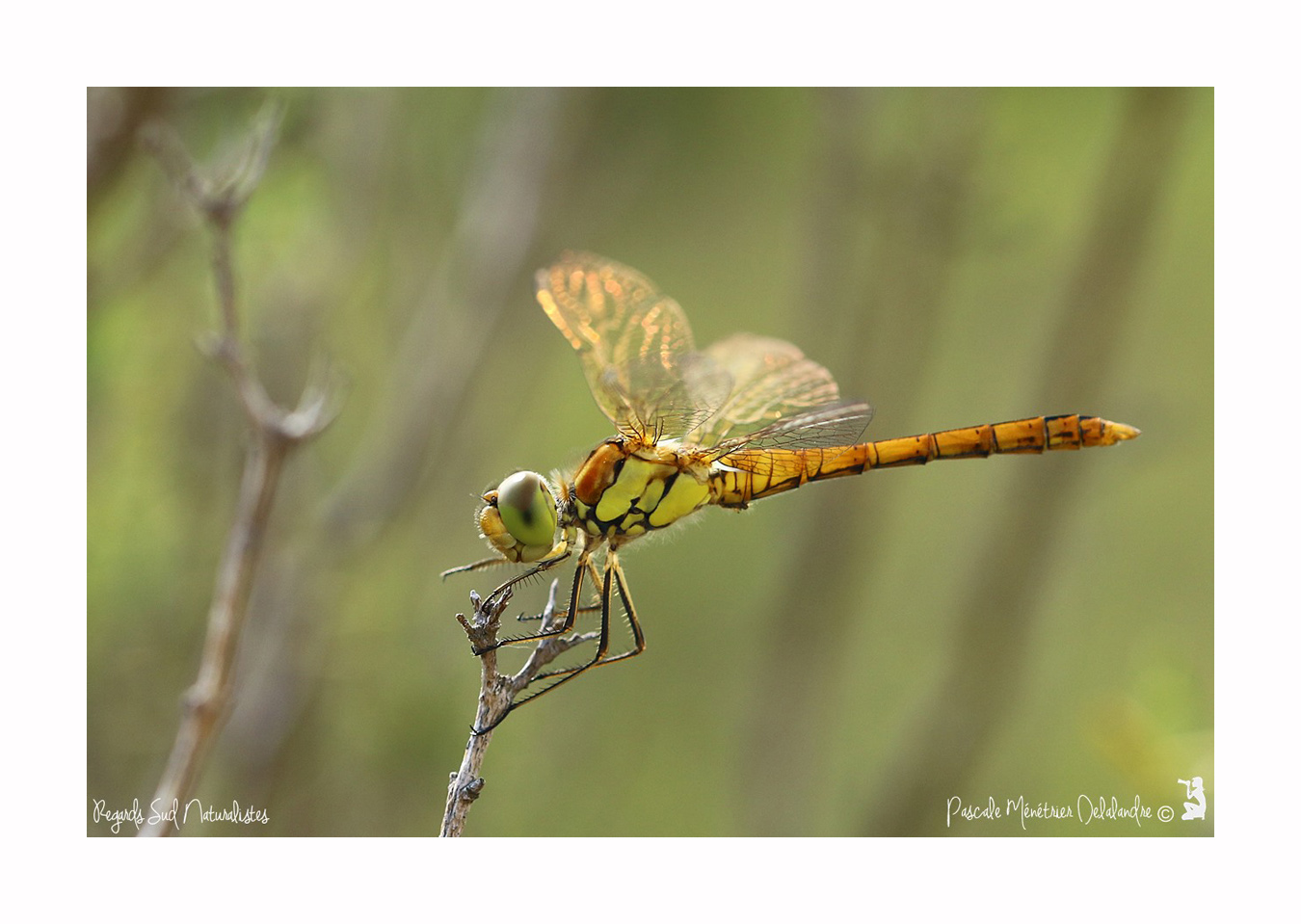 Sympétrum strié ♂ immature - Sympétrum striolatum