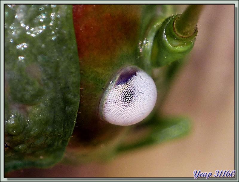 Sauterelle Ephippigère carénée femelle (Uromenus rugosicollis) - Lartigau - Milhas - 31
