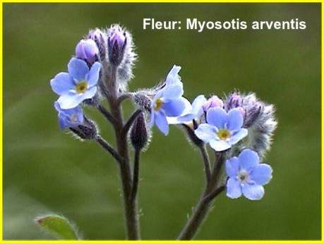 Fleurs Rares.