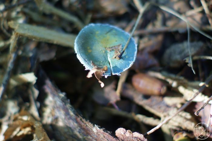 Cueillette de champignons...