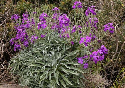 Fleurs sauvages et cultivées : Giroflée