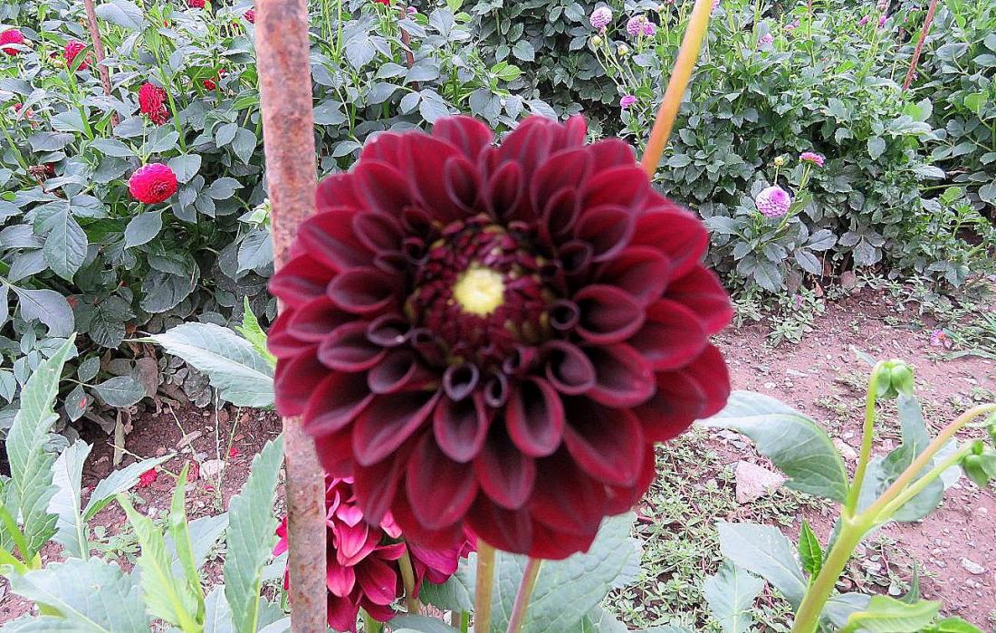 des fleurs de dahlias 