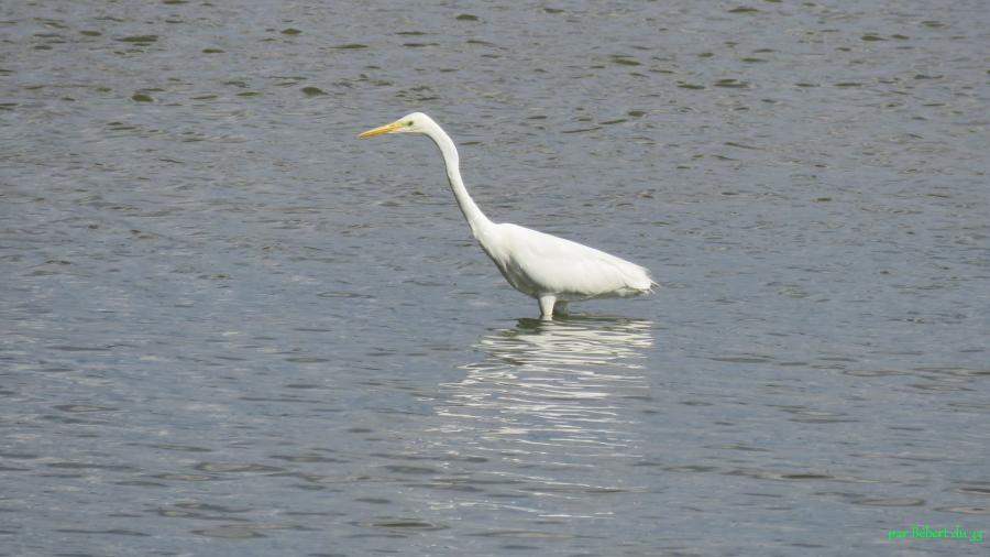 le parc ornithologique du Tech (33)-2