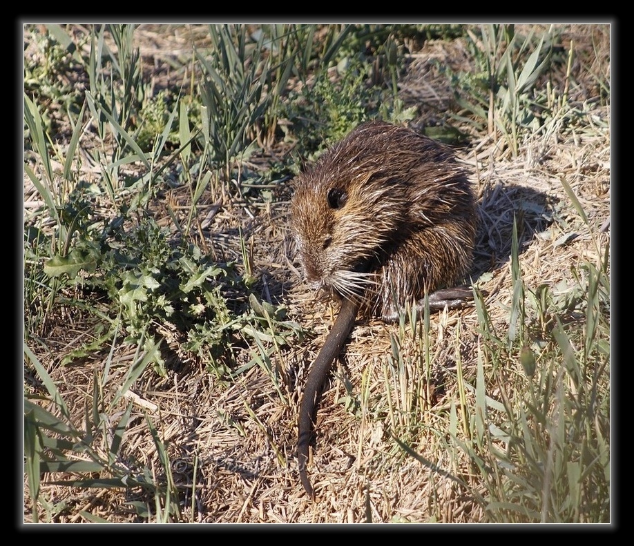 Rencontre avec Monsieur Ragondin...