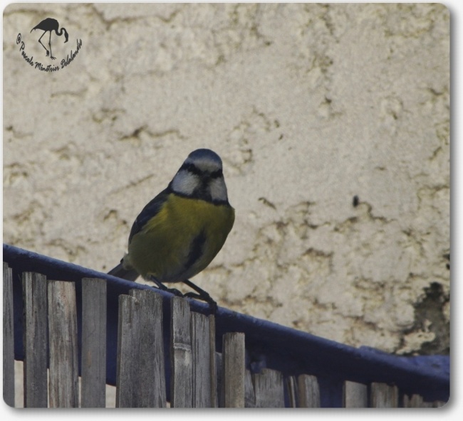 Mésange bleue...