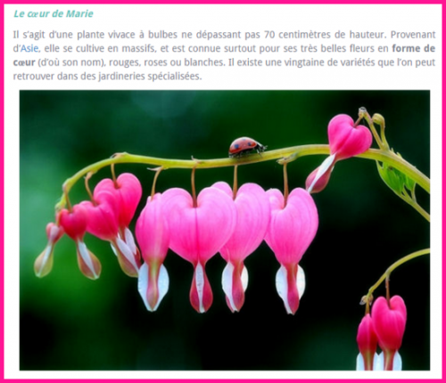 Fleurs Rares.