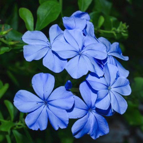 Fleurs cultivées : Plumbago