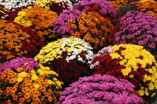 Fleurs de la Toussaint