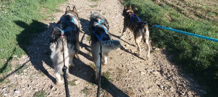 cani cross husky malamute Dolina Volka