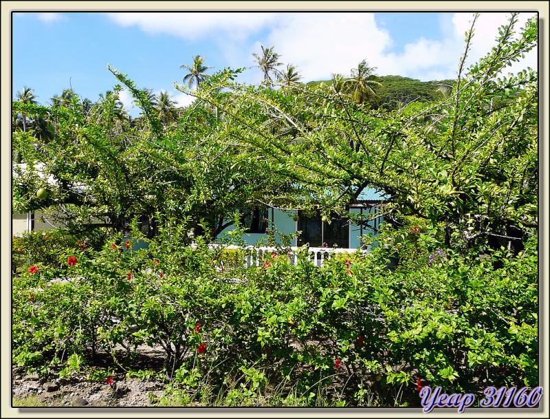 Faré (maison) au milieu de la végétation - Raiatea - Polynésie française