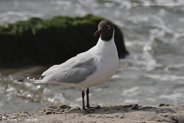 Mouette rieuse