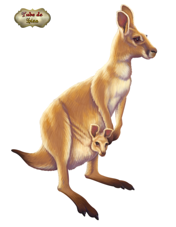 Animaux série 67