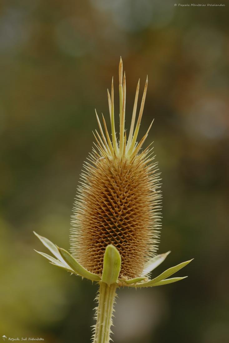 Cardère sauvage fanée