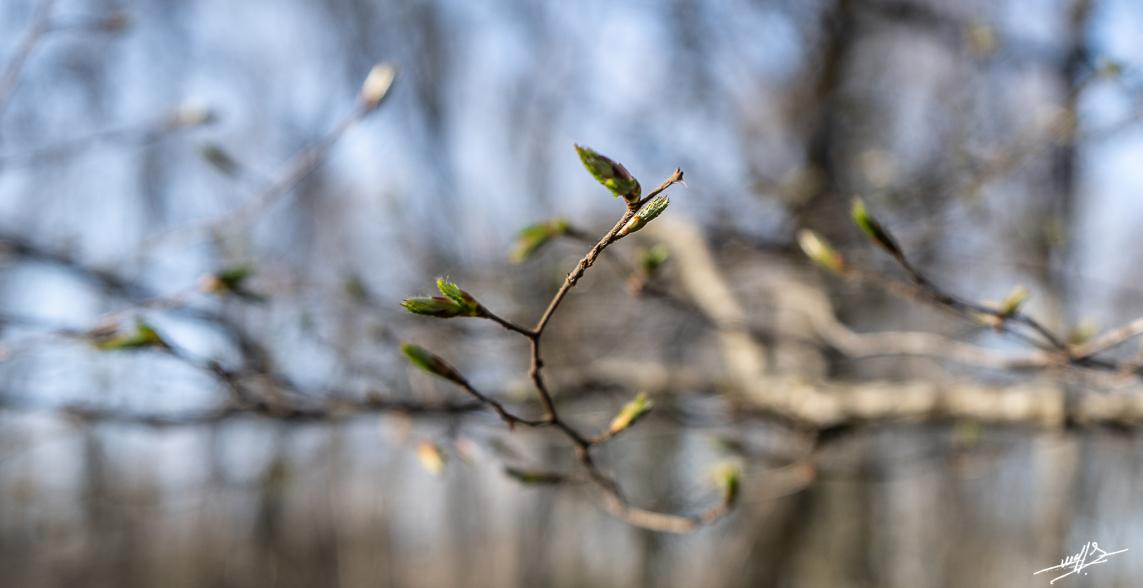 Vergongeat et son trésor