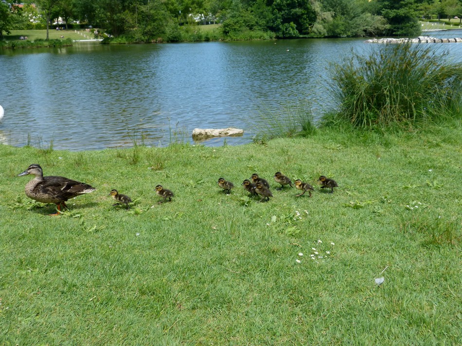 Des cygnes, des cannes et des cannetons