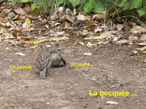 La becquée du moineau