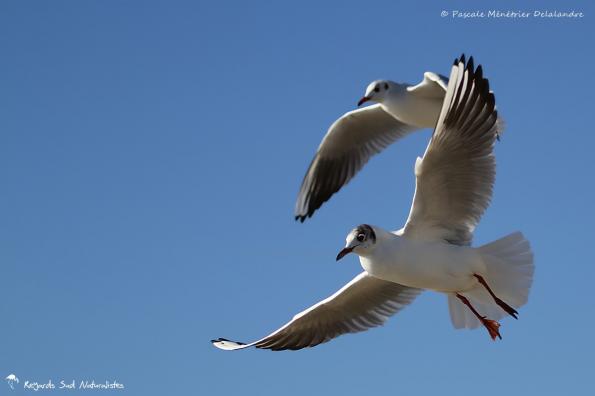 Duo de Mouettes rieuses