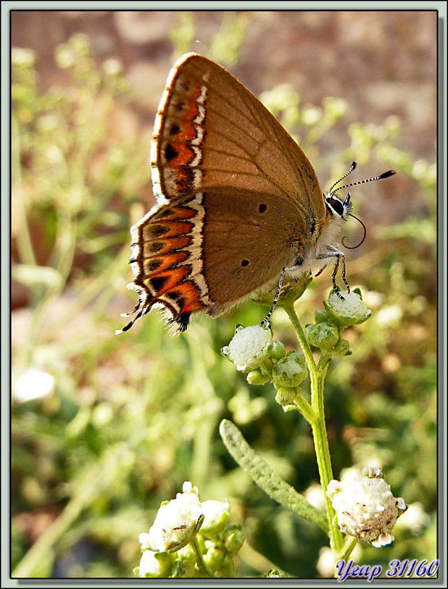 Blog de images-du-pays-des-ours : Images du Pays des Ours (et d'ailleurs ...), Papillon "petit porte-queue" vu recto et verso - Tansen (Palpa) - Népal