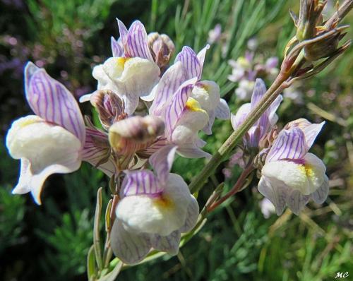 Fleurs cultivées : Linaires