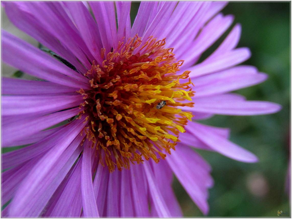 AVANT  LA  NEIGE  QUELQUES  FLEURS 