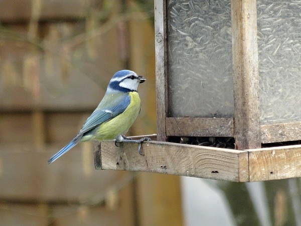 Dix-sept sortes d'oiseaux qui ont fréquenté mon jardin durant l'hiver 2015-2016...