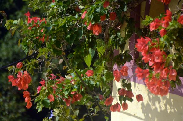 Circuit en étoile à Madère : Funchal, son marché et son jardin botanique
