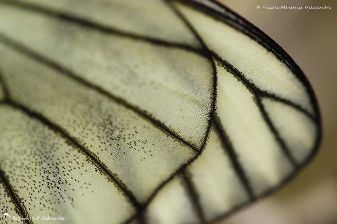 Le Gazé - Aporia crataegi L. - Pieridae