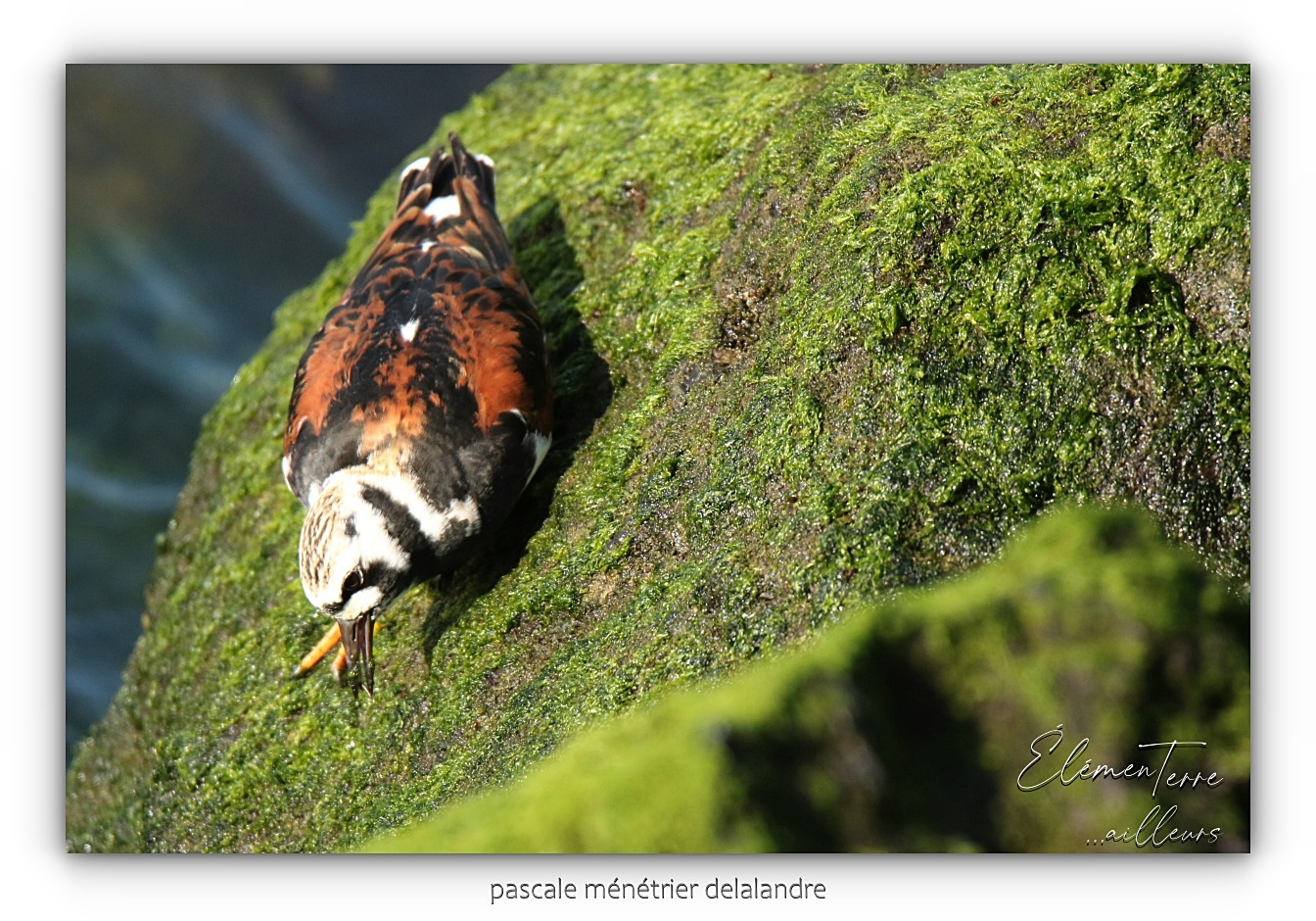 Tournepierres à collier ♂ et ♀