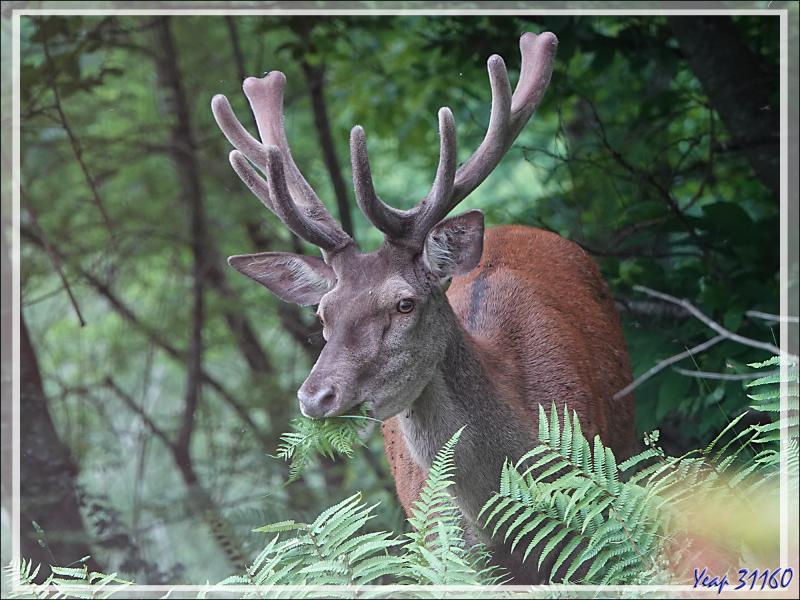 2 Cerfs en photos en période des velours - Lartigau - Milhas - 31