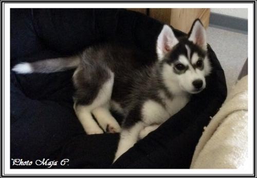 Elfie (3 mois)