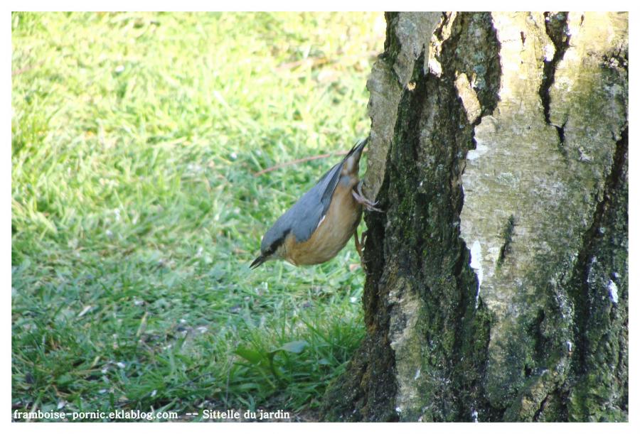 Sittelle du jardin 
