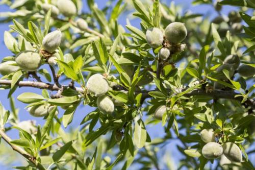 Arbre fruitier : Amandier