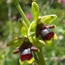 Index illustré orchidées