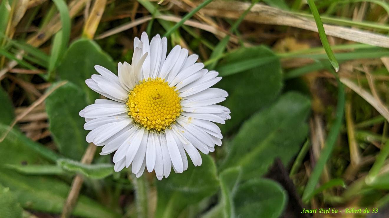 mes photos avec le Pixel 6a de Google