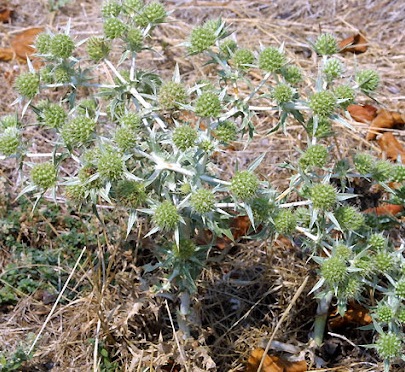 Fleurs cultivées : Panicaut
