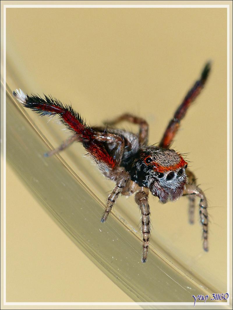 Araignée sauteuse (saltique) "Pied barbu" (Saitis barbipes) mâle - La Couarde-sur-Mer - Île de Ré - 17