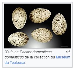 Moineaux domestiques