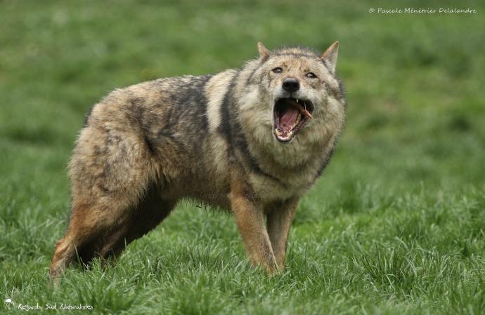 Loup gris - Canis lupus Linnaeus 1758