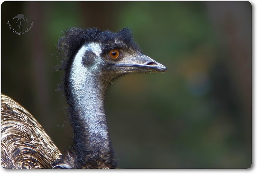 Portrait d'Emeu (Parc Darwin de Montpellier)