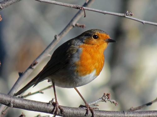 Le Sentier des Oiseaux d'Ansignan
