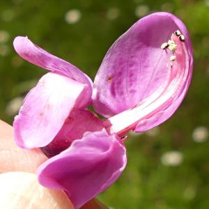 Cercis siliquastrum  -  arbre de Judée